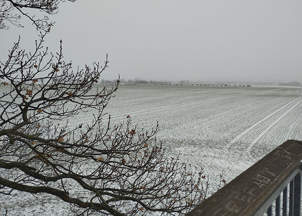 pappel_25 (Fehler bild konnte nicht geladen werden!)